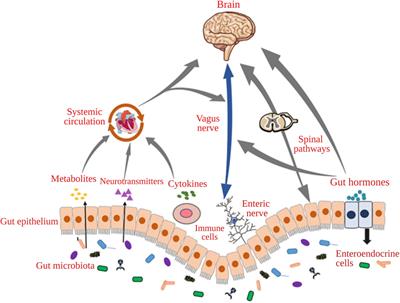 Probiotics as modulators of gut-brain axis for cognitive development